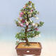 Venkovní bonsai - Japonská azalka SATSUKI- Azalea KINSHO - 1/7