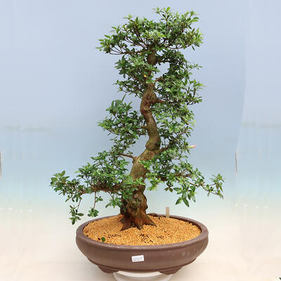 Venkovní bonsai - Japonská azalka SATSUKI- Azalea SHUSHUI - 1