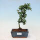 Venkovní bonsai-Cotoneaster dammeri - Skalník Damerův - 1/3