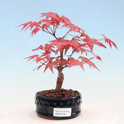Venkovní bonsai - Javor dlanitolistý - Acer palmatum DESHOJO - 1