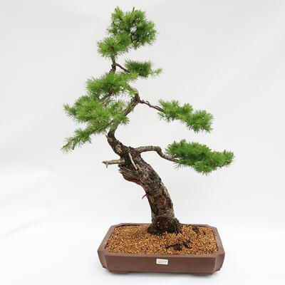 Venkovní bonsai -Larix decidua - Modřín opadavý  - Pouze paletová přeprava - 1