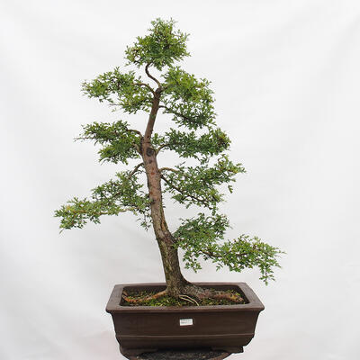 Venkovní bonsai - Hloh - Crataegus monogyna - 1