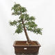 Venkovní bonsai - Hloh - Crataegus monogyna - 1/6