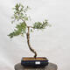 Venkovní bonsai - Hloh - Crataegus monogyna - 1/5