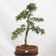 Venkovní bonsai - Hloh - Crataegus monogyna - 1/6