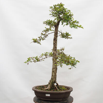 Venkovní bonsai - Hloh - Crataegus monogyna - 1