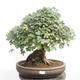 Venkovní bonsai -Javor babyka - Acer campestre - 1/6