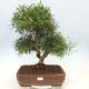 Pokojová bonsai - Ficus nerifolia -  malolistý fíkus - 1/4