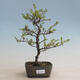 Venkovní bonsai - Ulmus parvifolia SAIGEN - Malolistý jilm - 1/2