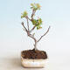 Venkovní bonsai - Malus sargentii -  Maloplodá jabloň - 1/4