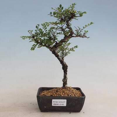 Venkovní bonsai - Ulmus parvifolia SAIGEN - Malolistý jilm - 1