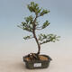 Venkovní bonsai - Ulmus parvifolia SAIGEN - Malolistý jilm - 1/2
