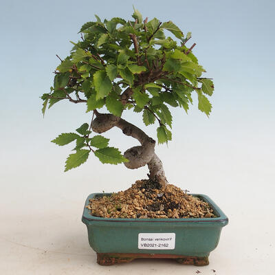 Venkovní bonsai-Ulmus Glabra-Jílm tuhý