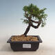 Venkovní bonsai - Juniperus chinensis Itoigawa-Jalovec čínský - 1/2