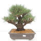 Venkovní bonsai - Pinus thunbergii - Borovice thunbergova - 1/5