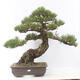 Venkovní bonsai - Pinus thunbergii - Borovice thunbergova - 1/6