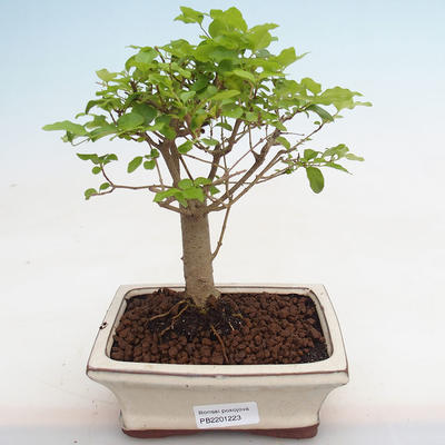 Pokojová bonsai -Ligustrum chinensis - Ptačí zob PB2201223 - 1