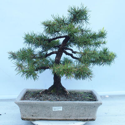 Venkovní bonsai -Larix decidua - Modřín opadavý - 1