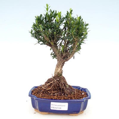 Servis bonsai - Buxus harlandii -korkový buxus - 1
