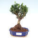 Servis bonsai - Buxus harlandii -korkový buxus - 1/4