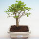 Pokojová bonsai -Ligustrum chinensis - Ptačí zob PB2201223 - 1/3