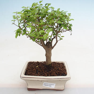 Pokojová bonsai -Ligustrum chinensis - Ptačí zob PB2201225 - 1