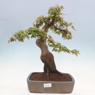 Venkovní bonsai - Acer Buergerianum - Javor Burgerův - 1