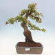 Venkovní bonsai - Acer Buergerianum - Javor Burgerův - 1/4
