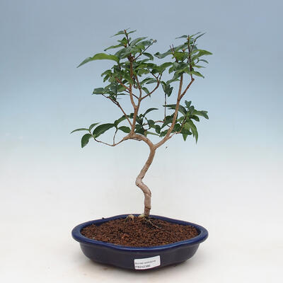 Izbová bonsai - Austrálska čerešňa - Eugenia uniflora
