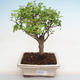 Pokojová bonsai -Ligustrum chinensis - Ptačí zob PB2201225 - 1/3