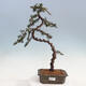 Venkovní bonsai - Cedrus Libani Brevifolia - Cedr zelený - 1/5