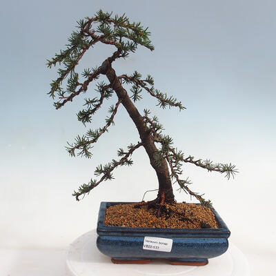 Venkovní bonsai - Cedrus Libani Brevifolia - Cedr zelený - 1
