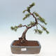 Venkovní bonsai - Pinus mugo   - Borovice kleč - 1/5