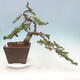 Venkovní bonsai - Pinus mugo   - Borovice kleč - 1/5