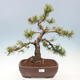 Venkovní bonsai - Pinus mugo   - Borovice kleč - 1/4