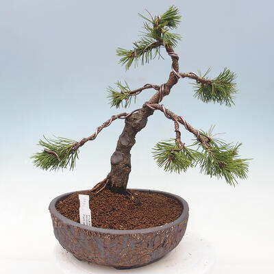 Venkovní bonsai - Pinus mugo   - Borovice kleč - 1