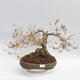 Venkovní bonsai - Zlatice - Forsythia intermedia maluch - 1/5