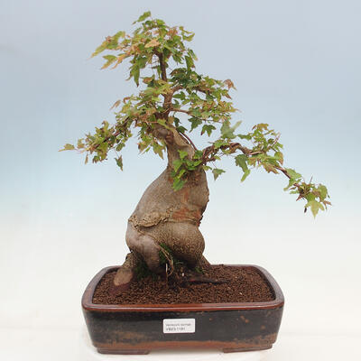 Venkovní bonsai - Acer Buergerianum - Javor Burgerův - 1