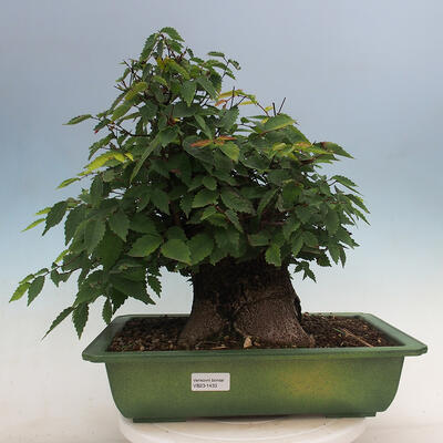 Venkovní bonsai - Zelkova - Zelkova serrata - 1