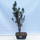 Venkovní bonsai - Taxus cuspidata  - Tis japonský - 1/5