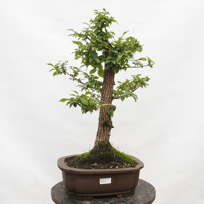 Venkovní bonsai-Ulmus Glabra-Jílm tuhý - 1