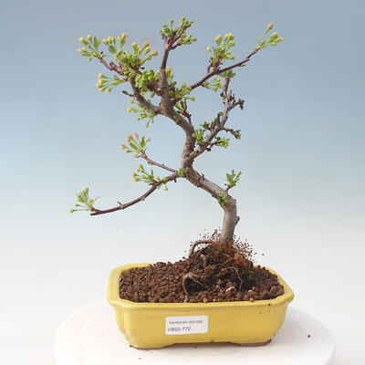 Venkovní bonsai - Malus sargentii -  Maloplodá jabloň - 1