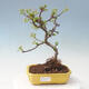 Venkovní bonsai - Malus sargentii -  Maloplodá jabloň - 1/6