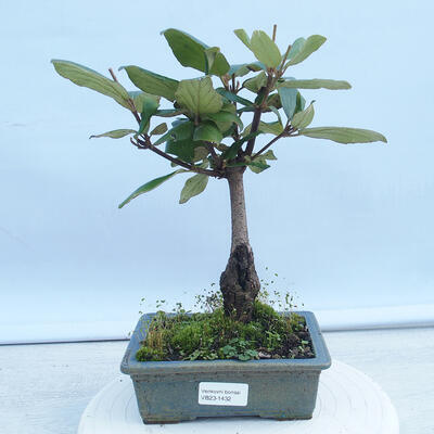 Venkovní bonsai-Kalina Bodnanská - Viburum carlesii - 1