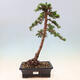 Venkovní bonsai - Cedrus Libani Brevifolia - Cedr zelený - 1/5