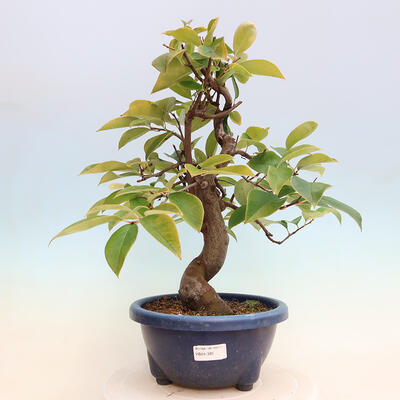 Venkovní  bonsai -  Pseudocydonia sinensis - Kdouloň čínská - 1