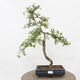 Venkovní  bonsai -  Pseudocydonia sinensis - Kdouloň čínská - 1/6