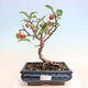 Venkovní bonsai -Malus halliana - Maloplodá jabloň - 1/7
