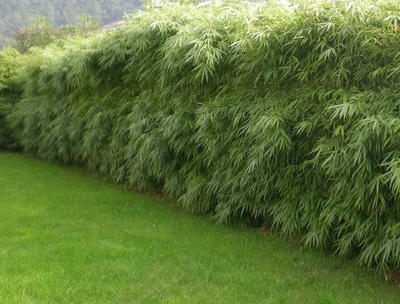 Bambus na živé ploty - Fasgesia RUFA - 1