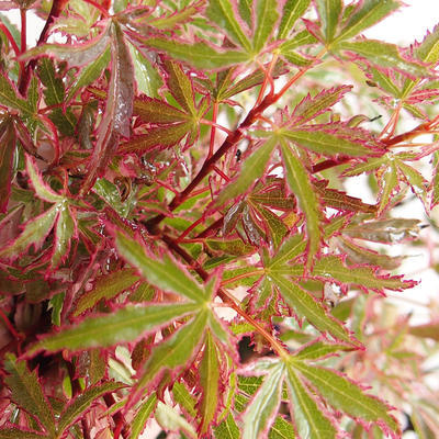 Venkovní bonsai -Javor dlanitolistý Acer palmatum Butterfly VB2020-697 - 1
